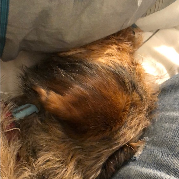 Meet your Posher, Dan - Picture 1 of 1